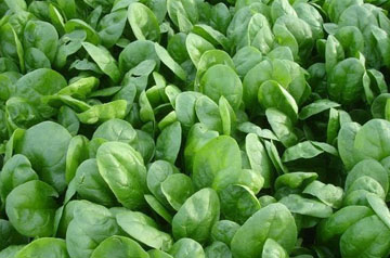 南方春季蔬菜生產管理技術指導意見