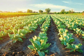 2024年蔬菜薊馬綠色防控技術(shù)方案