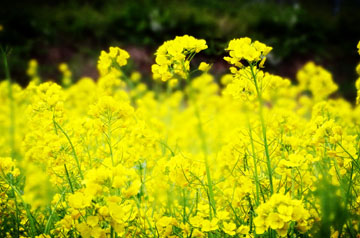 豐收不到手、田管不停歇 2024年冬油菜面積穩(wěn)中有增 長勢好于預期