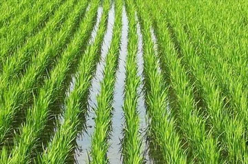 2024年東北水稻育插秧技術(shù)意見