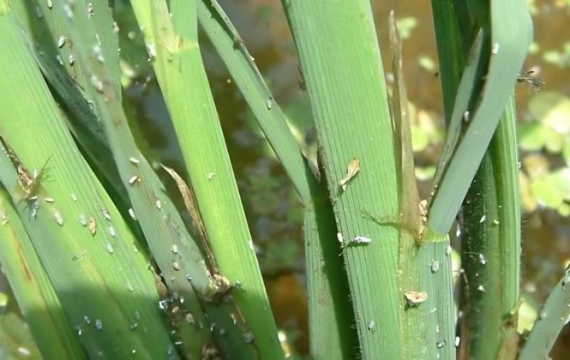 農(nóng)技專家:早造水稻警惕稻飛虱