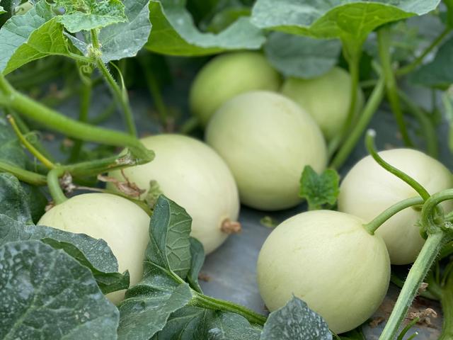 未來(lái)農(nóng)村優(yōu)質(zhì)瓜類(lèi)市場(chǎng)空間巨大