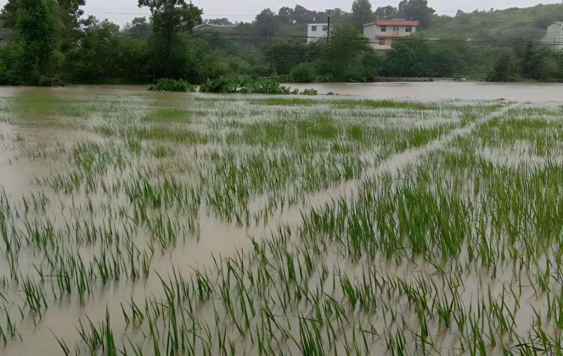 當(dāng)前南方早稻應(yīng)對陰雨洪澇技術(shù)意見