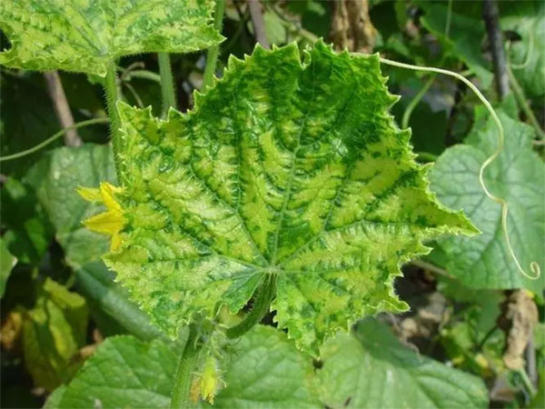 黃瓜花葉病毒病的癥狀和防治方法