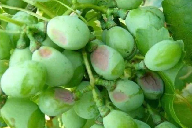 葡萄氣灼病要怎么防治好?