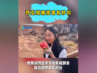 西瓜增糖提香有妙招，使用潤(rùn)博盛親大地有機(jī)酵素，西瓜甜度前后對(duì)比