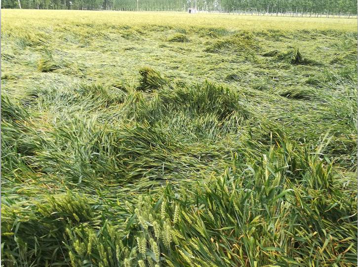 小麥倒伏后，怎么辦比較好