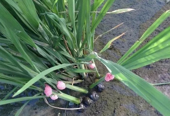 水稻“殺手”福壽螺防治正當時