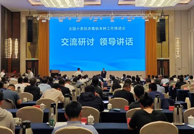 我國(guó)小麥抗赤霉病育種取得新突破