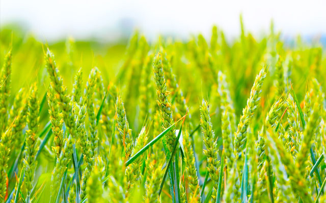 黃淮海小麥防范“干熱風(fēng)”技術(shù)意見(jiàn)