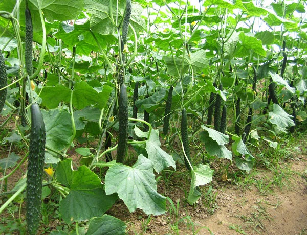 黃瓜夏季栽培管理技術(shù)要點(diǎn)
