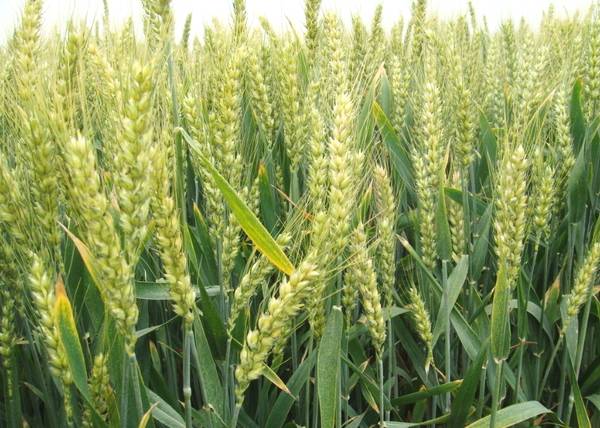 小麥要高產(chǎn)灌漿期做好這幾點(diǎn)