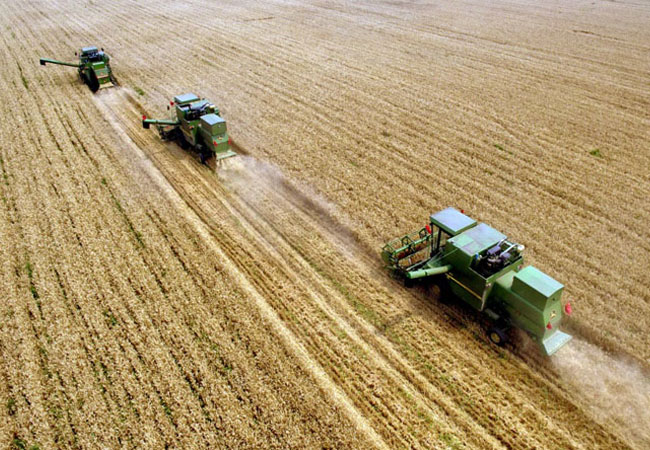 小麥?zhǔn)斋@遇到陰雨天該怎么辦，收獲后如何儲(chǔ)藏？