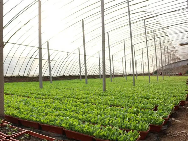 六月雨水將增多 大棚蔬菜注意管好放風口