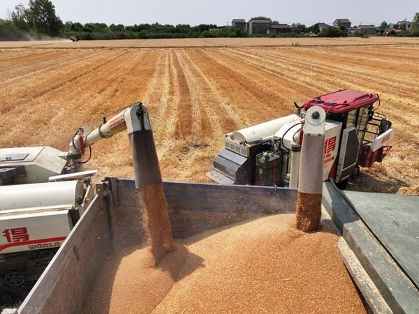 各級(jí)儲(chǔ)備收購(gòu)陸續(xù)啟動(dòng)，新麥價(jià)格有望穩(wěn)定在合理區(qū)間