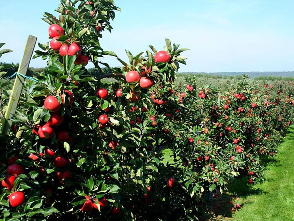 七月份蘋果園管理要點