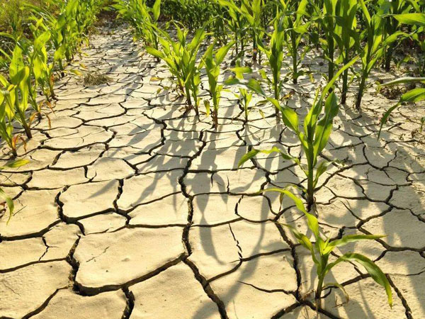 華北黃淮大部干旱局地重旱