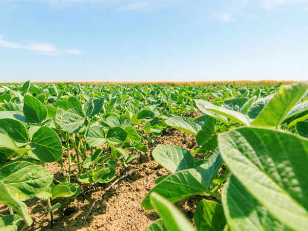 大豆高溫干旱技術(shù)明白紙