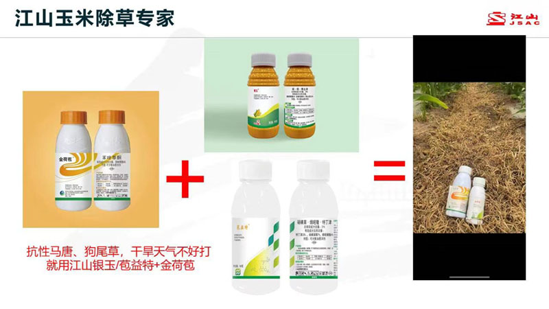 天氣干旱 玉米田超好用的除草劑方案推薦！除草干凈，不傷苗！
