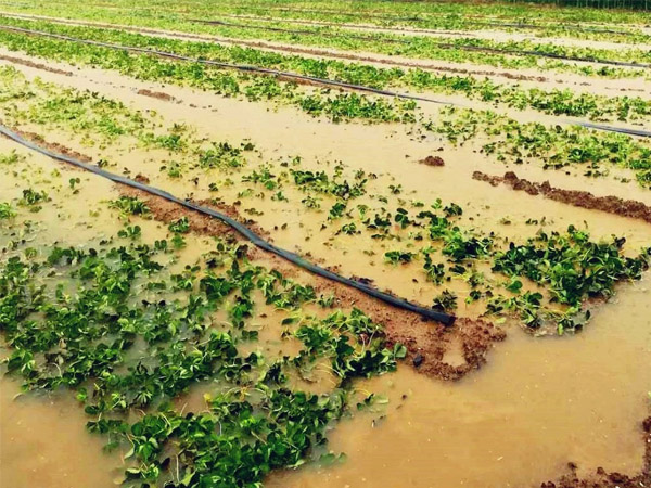 暴雨過后如何管好農(nóng)作物？