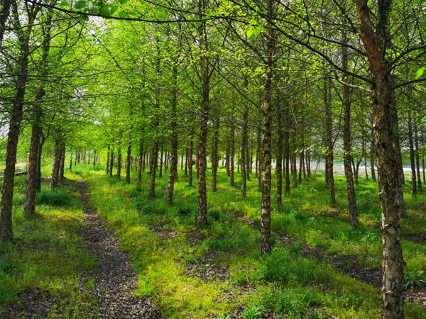 苗木病蟲害有效防治方法