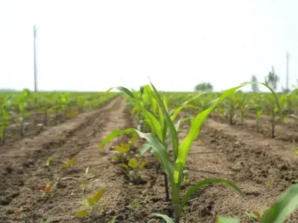 黃淮海抗旱晚播及改種補(bǔ)種技術(shù)意見
