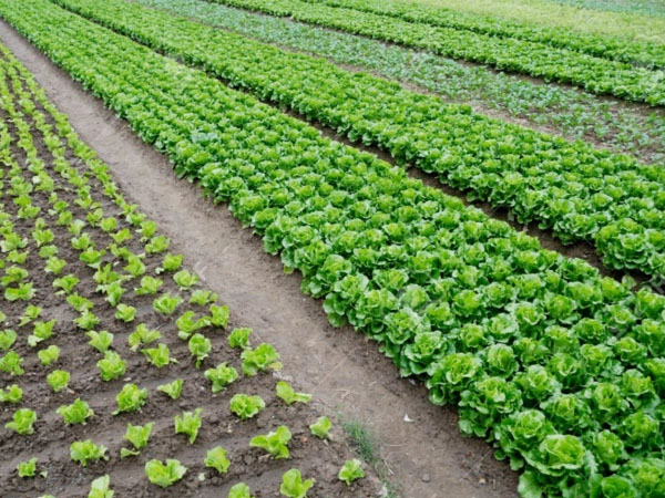 梅雨期拎穩(wěn)“菜籃子” 蔬菜生產(chǎn)指南來了！