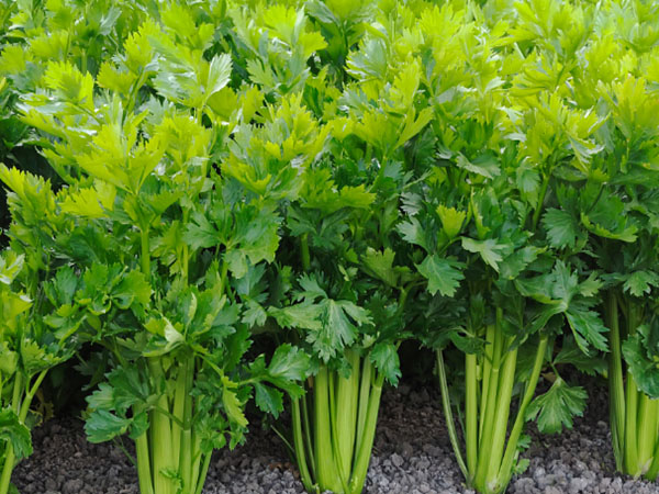 豇豆、芹菜、韭菜主要病蟲害綠色防控技術要點