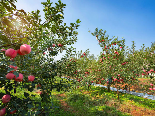 七月份蘋果園應該怎么管