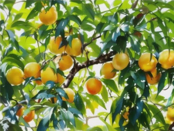 高溫天氣果樹如何安全度夏？