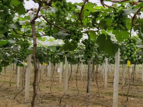 果農(nóng)應(yīng)當(dāng)如何應(yīng)對暴雨漬澇災(zāi)害？易引起爛根死根要及時排水清淤