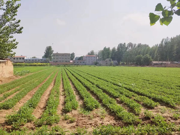 花生黃葉病用什么藥劑防治