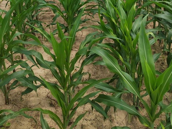 臺風(fēng)“格美”來襲，警惕玉米南方銹病傳播，科學(xué)防御 做好“一噴多促”