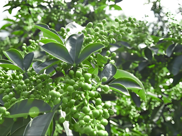 花椒采摘前管理技術(shù)