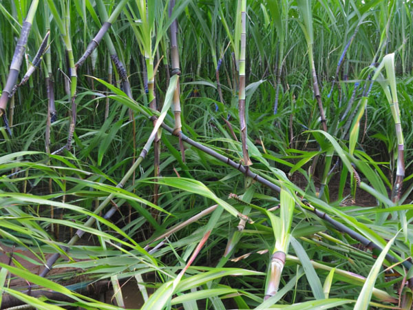 甘蔗臺(tái)風(fēng)災(zāi)后恢復(fù)生產(chǎn)技術(shù)指導(dǎo)意見(jiàn)